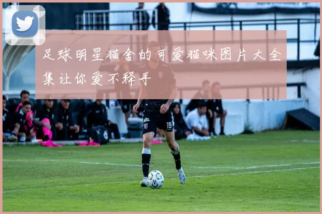 足球明星猫舍的可爱猫咪图片大全集让你爱不释手